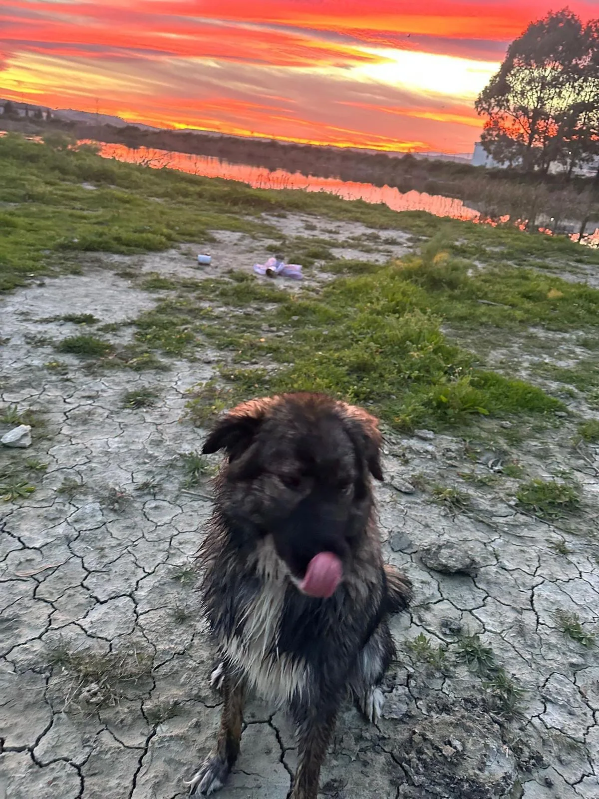 Mia, cane Meticcio in adozione a Crotone - foto 2