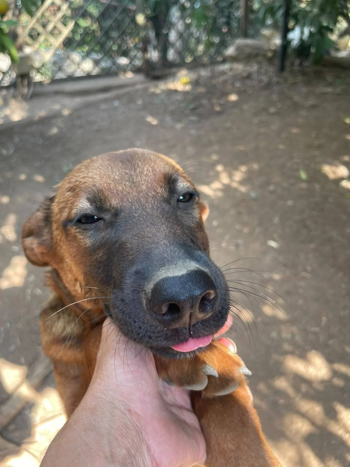 Bettina, cane meticcio in adozione a Latina - foto 2