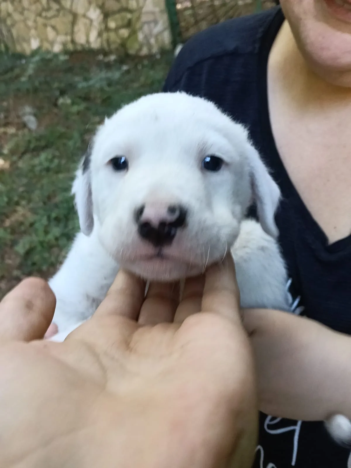 Manny, cane meticcio in adozione a Avellino - foto 1
