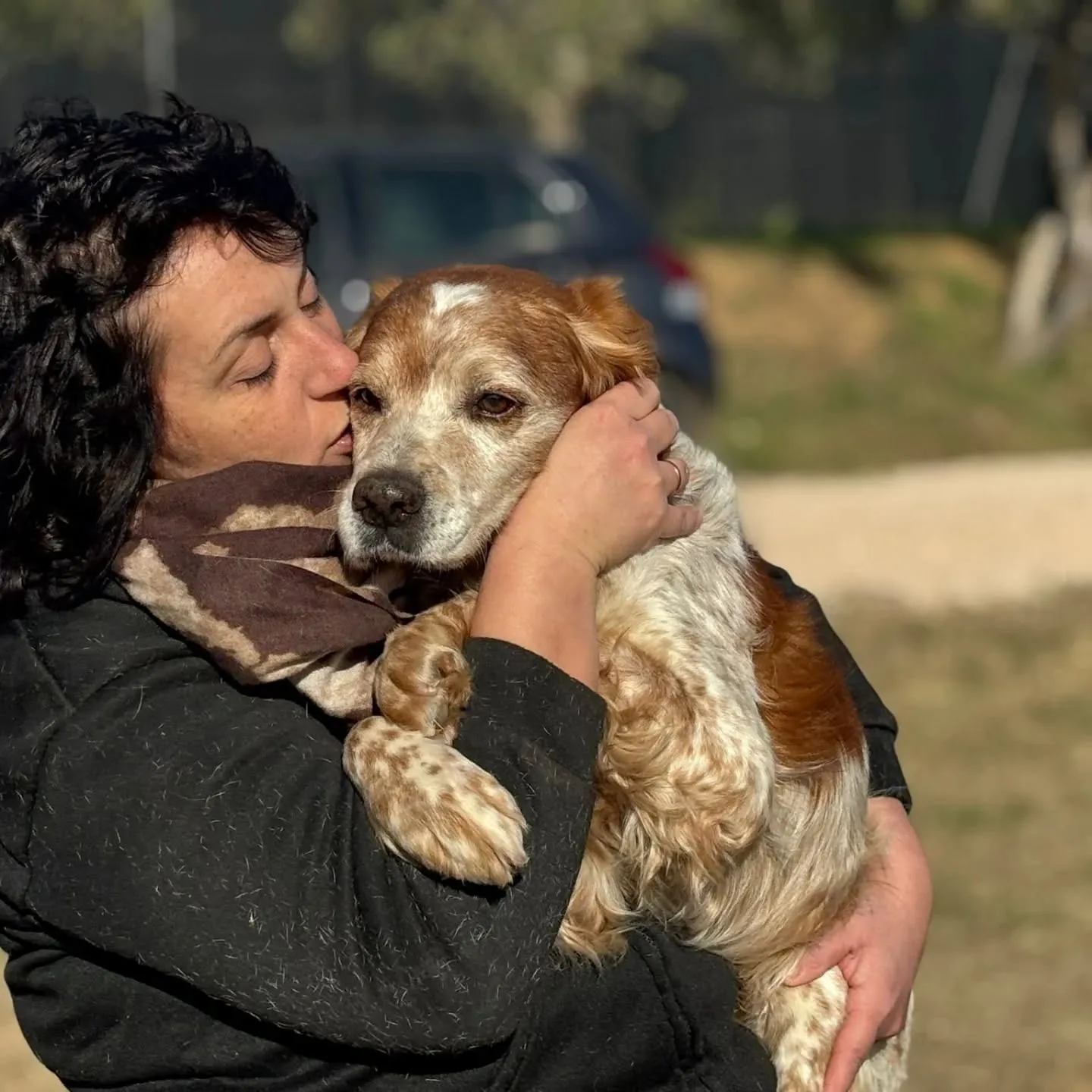Jack, cane Breton in adozione a Latina - foto 3