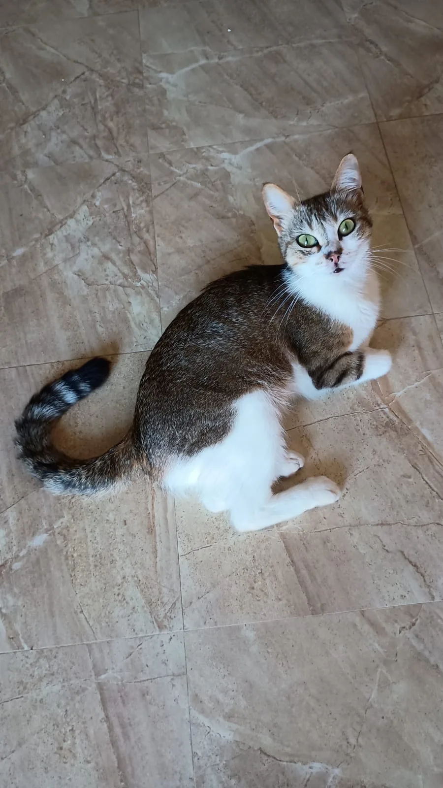 Foto 3 di Hope, gatto europeo in adozione