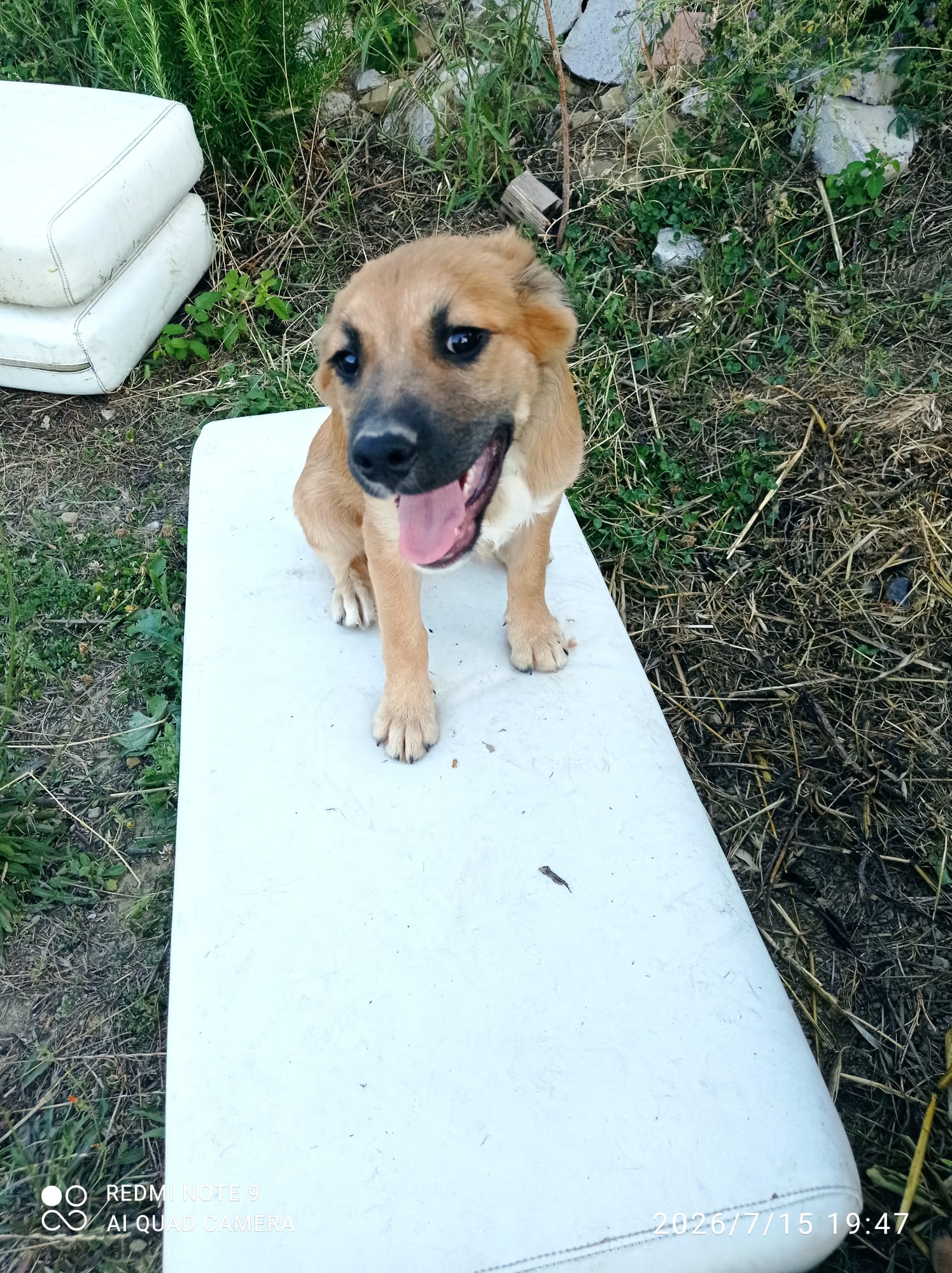 Ofelia, cane Meticcio in adozione