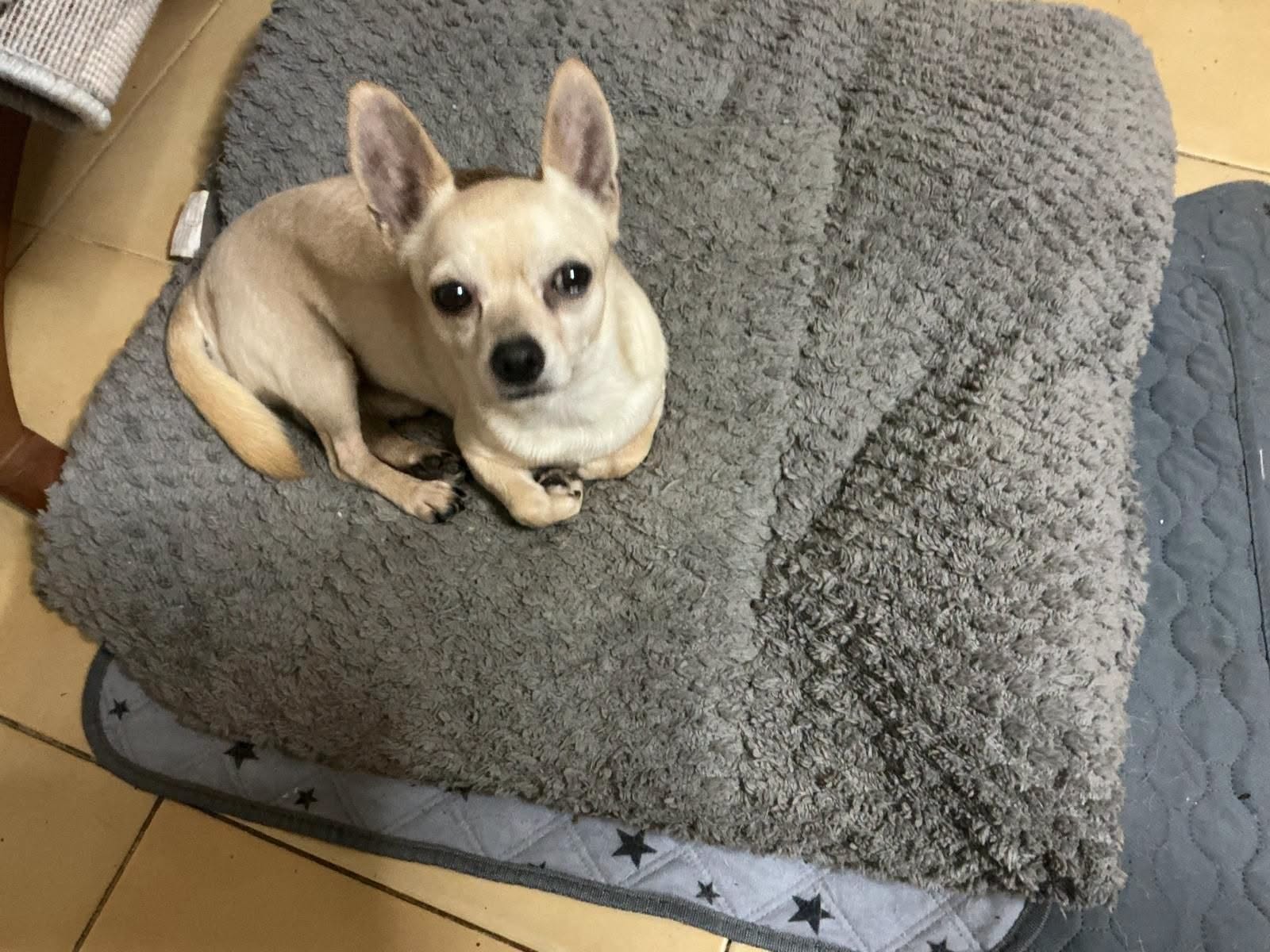 Foto 1 di COCÒ, cane Chihuahua in adozione