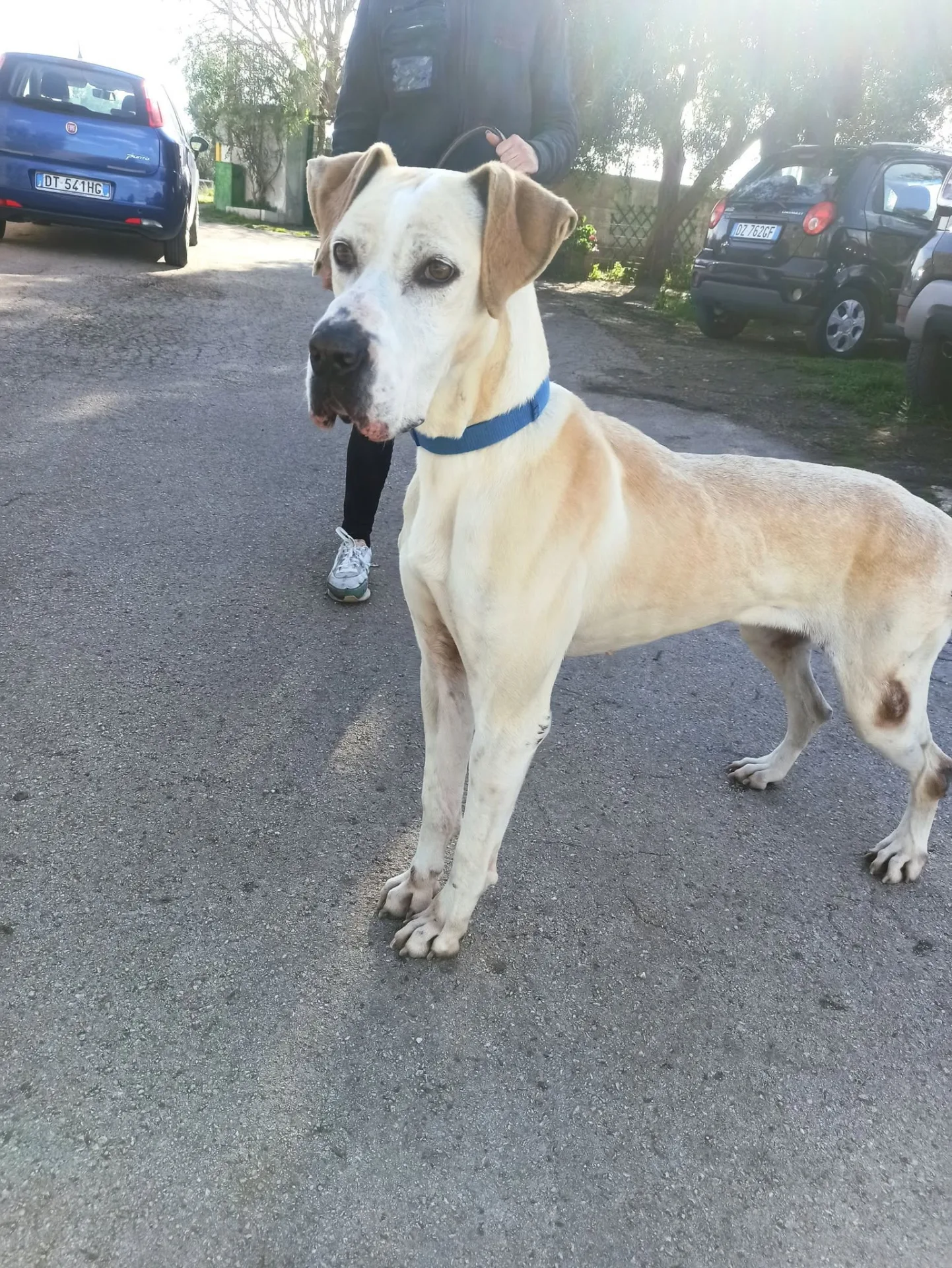 Ester, cane Mix alano in adozione a Bari