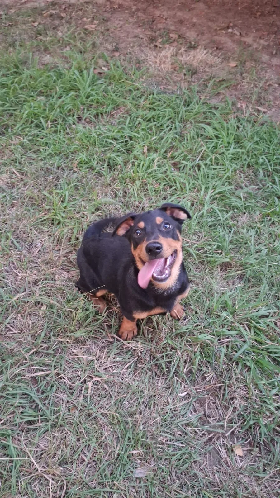 Miky, cane Meticcio in adozione a Crotone - foto 3