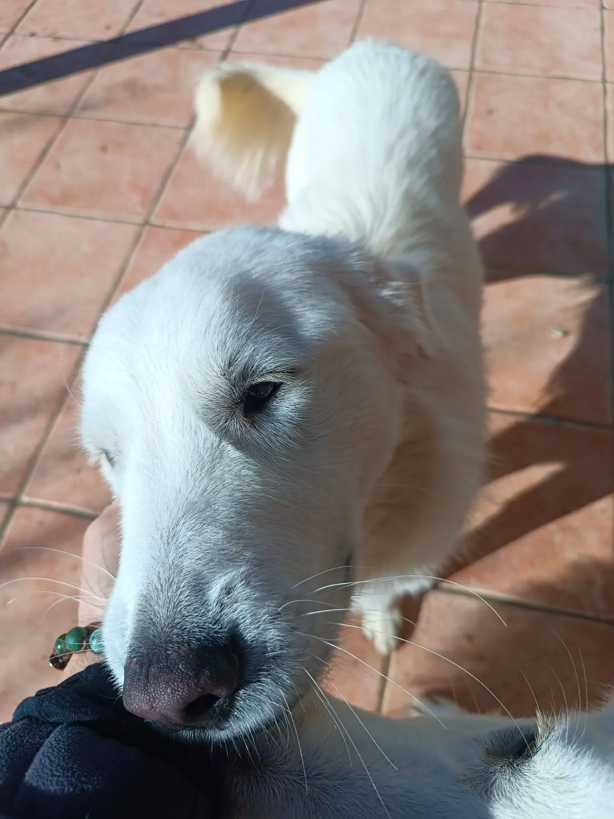 Nicolò, cane meticcio in adozione a Latina
