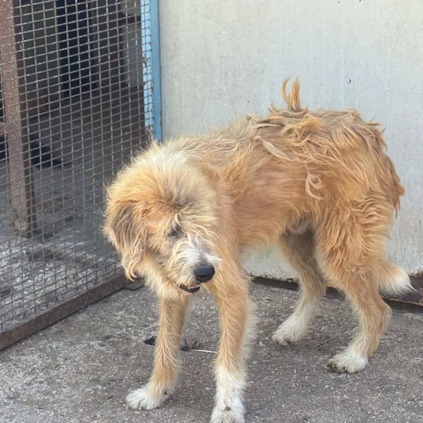 Lollo, cane meticcio in adozione a Latina - foto 3