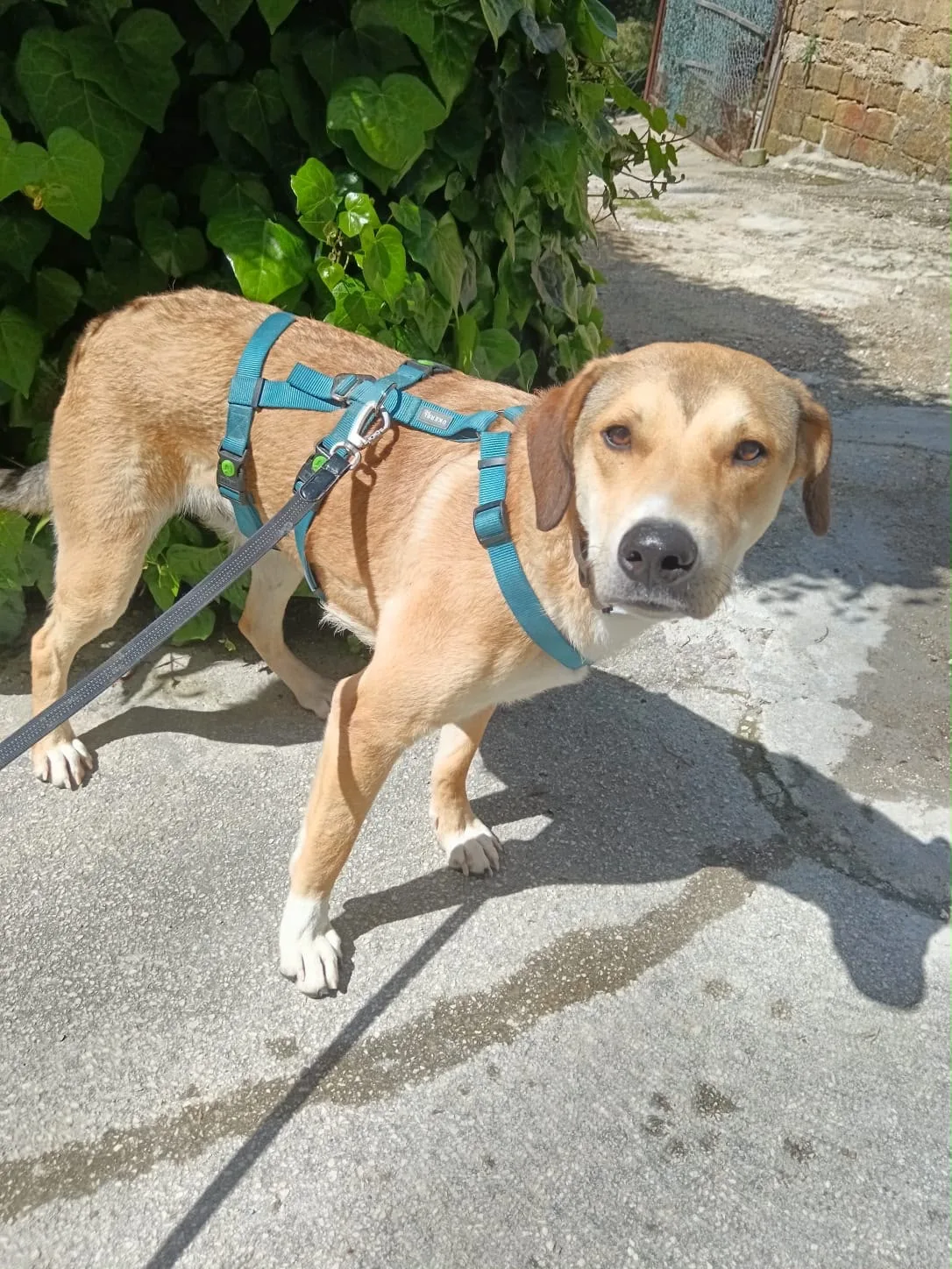 Foto 4 di Rory, cane Meticcio in adozione