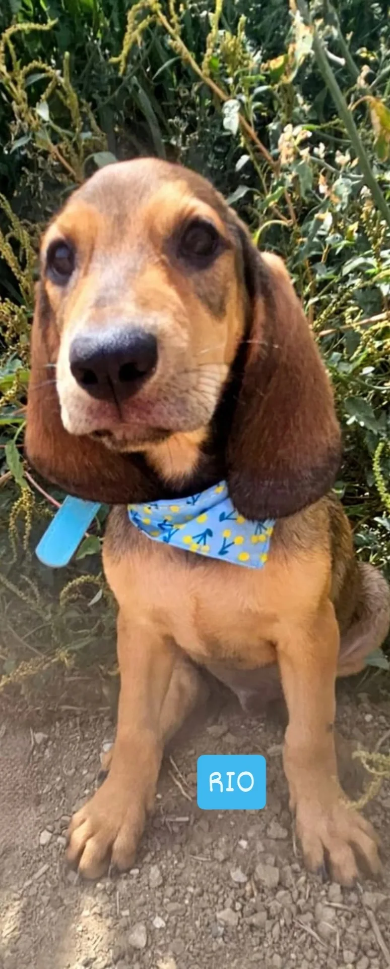 Eliot Rio, cane Meticcio in adozione a Agrigento - foto 3