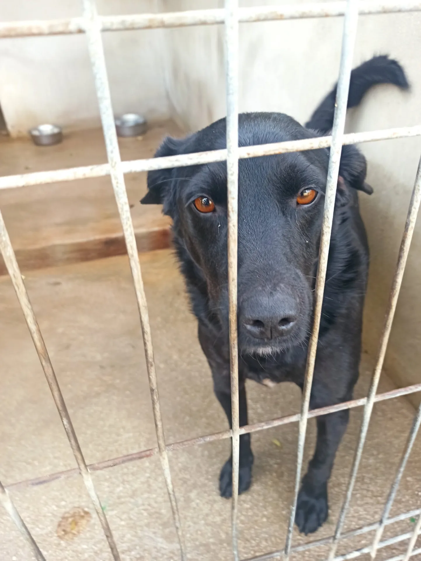 Leone, cane Mix labrador - volpino in adozione a Bari - foto 5