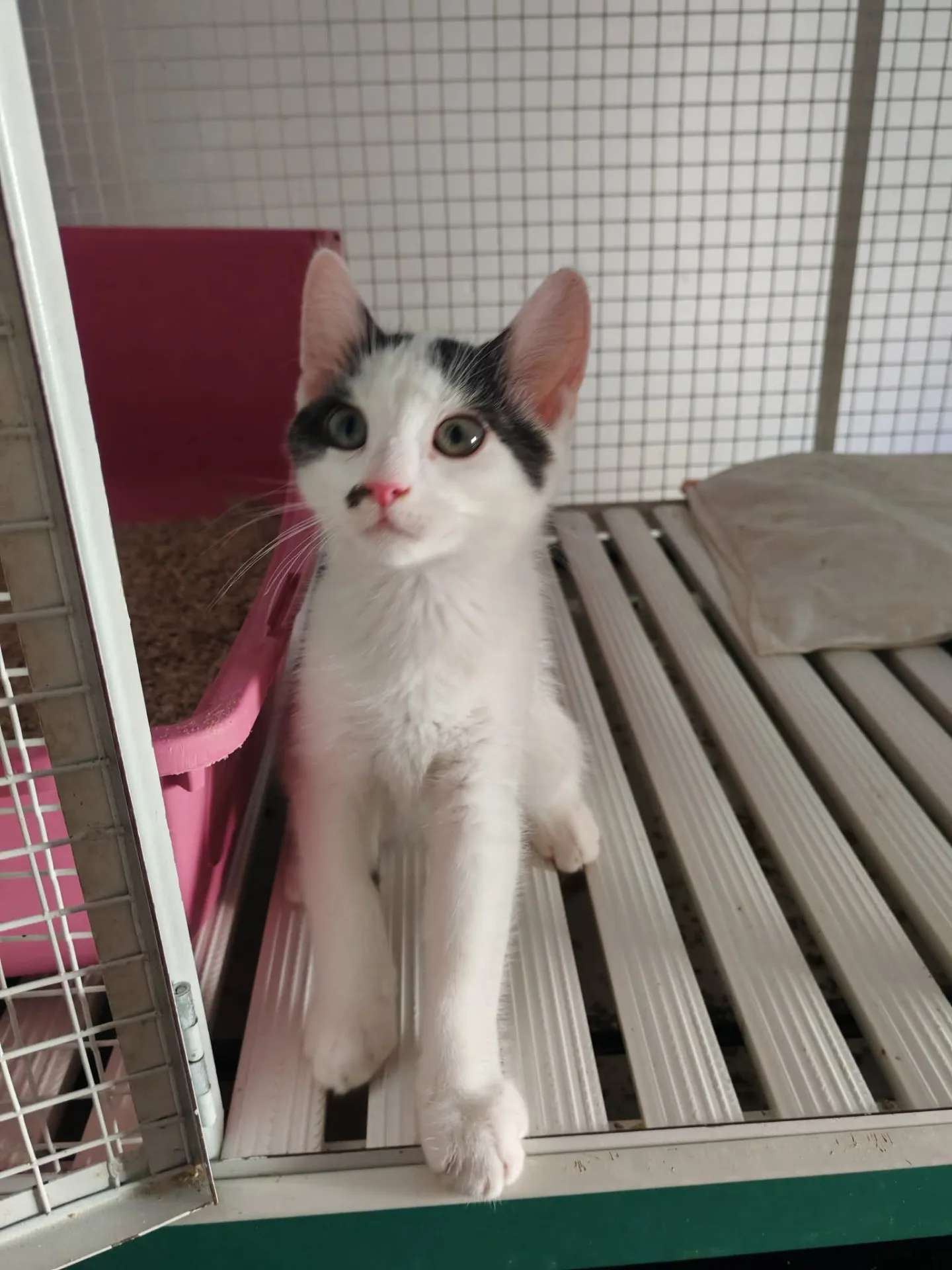 Grisù, gatto europeo in adozione a Milano - foto 2