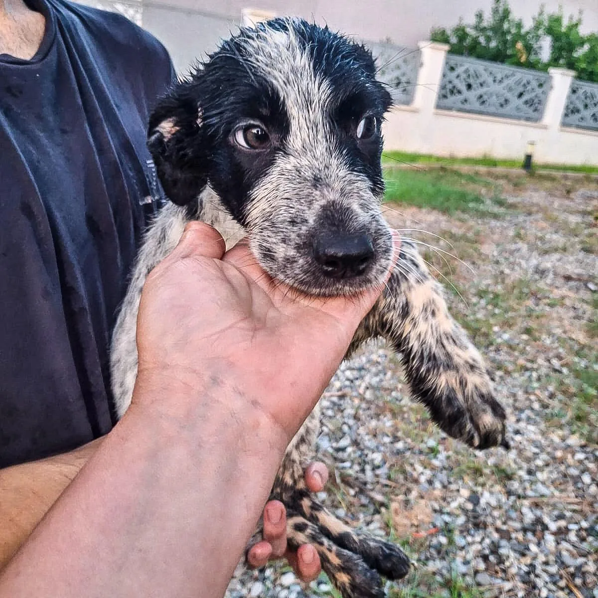 Giulia, cane Meticcio in adozione a Crotone - foto 5