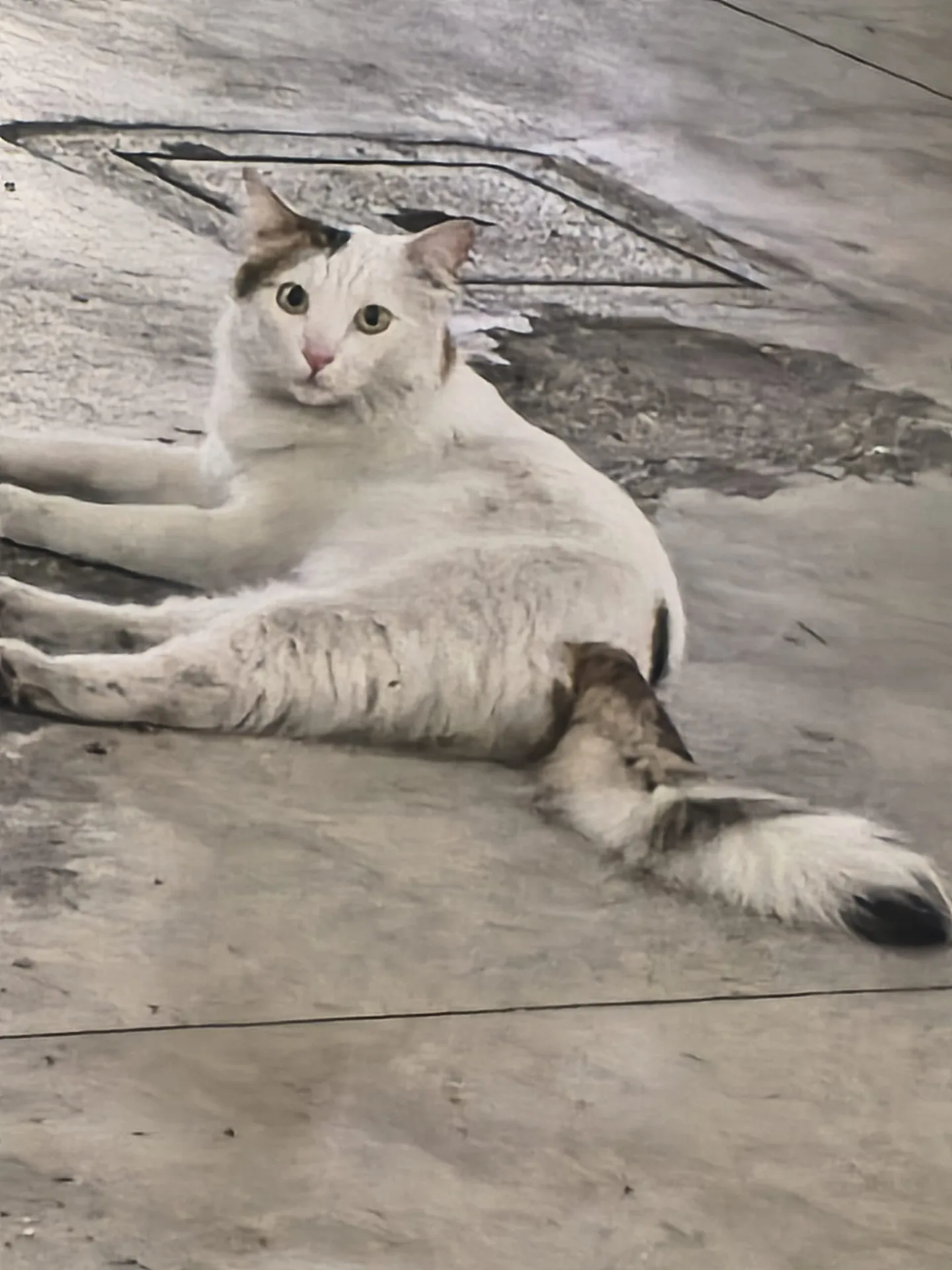 Agostino, gatto Gatto Europeo in adozione a Roma - foto 4
