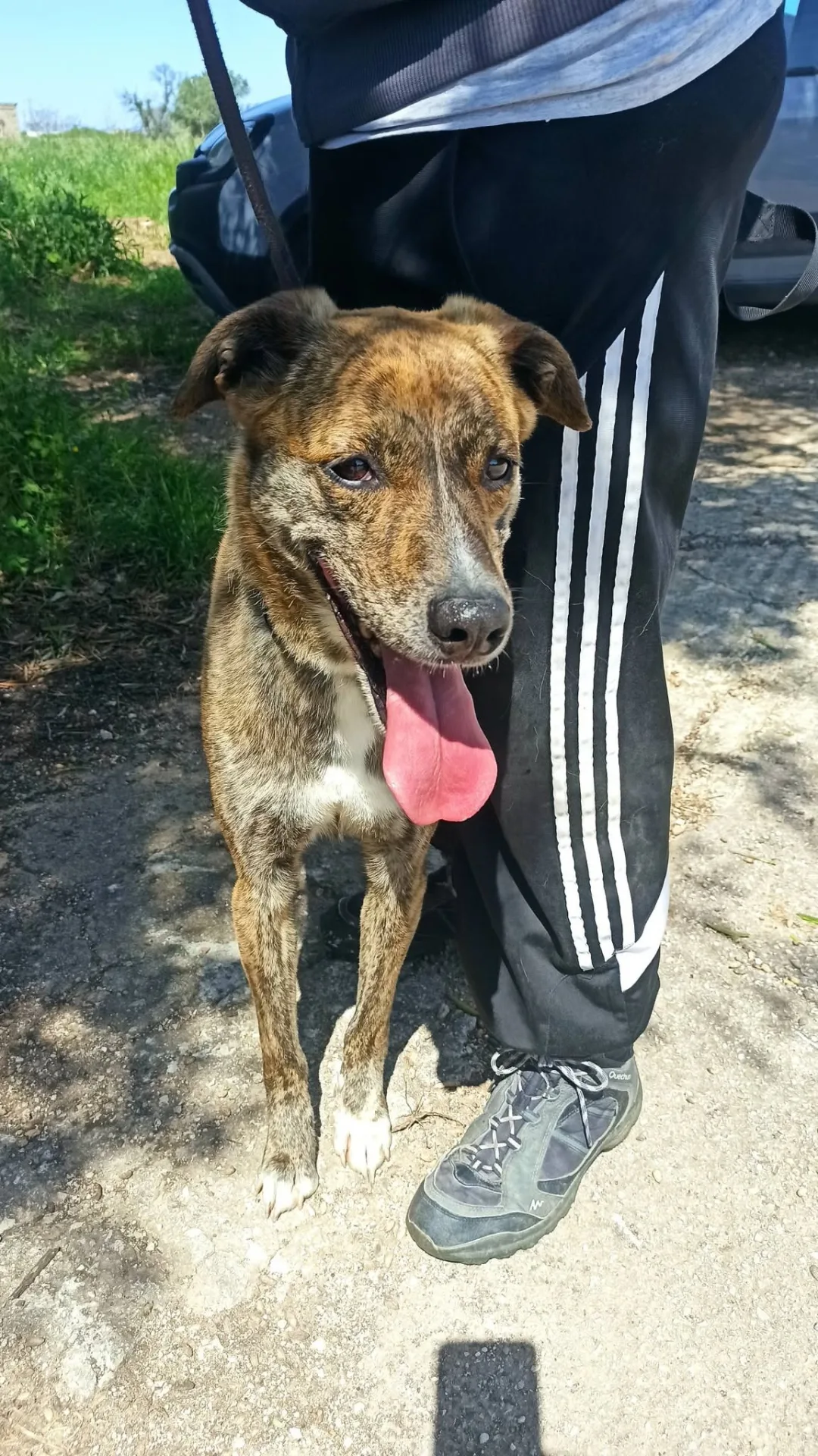 Spritz, cane Galgo in adozione a Bari - foto 2
