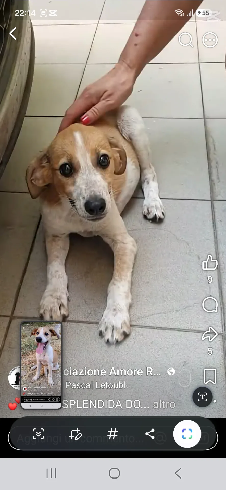 Foto 2 di Emma, cane Meticio in adozione