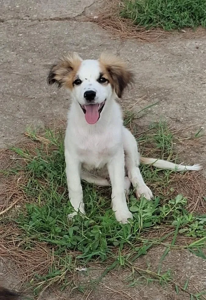 Oro, cane Meticcio in adozione a Crotone - foto 2