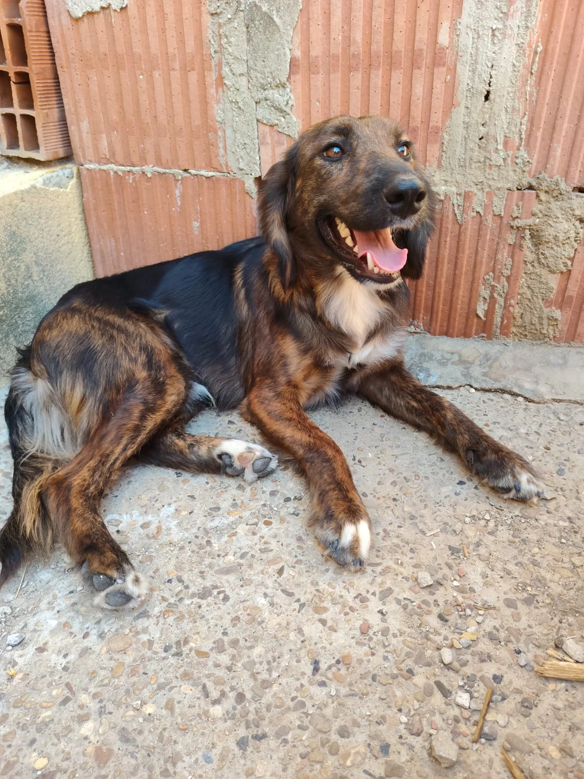 Billy, cane Meticcio in adozione a Agrigento - foto 3