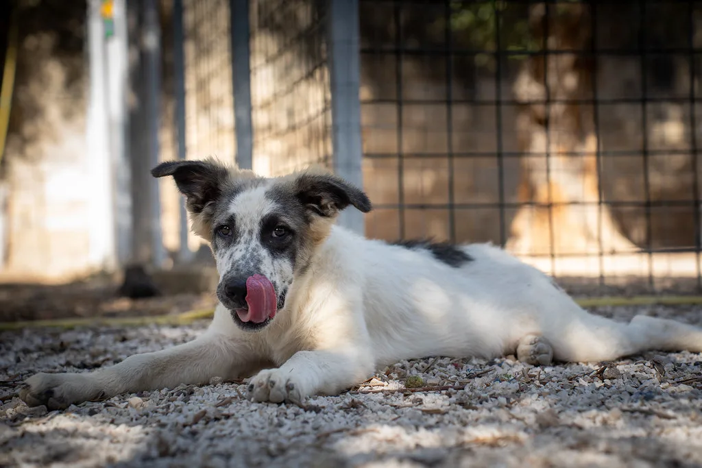 Lillo, cane Meticcio in adozione - foto 3