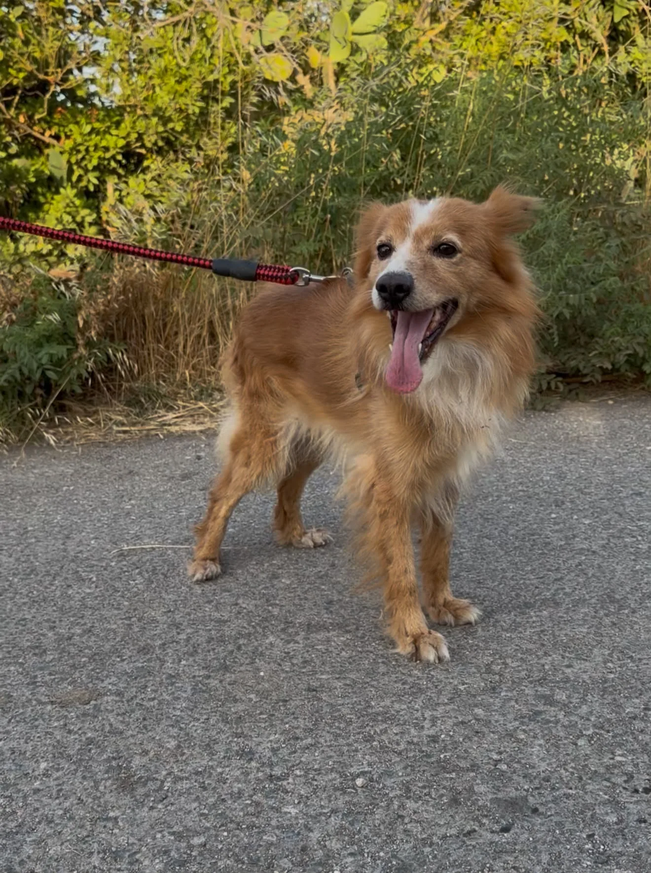 Ricky, cane Incrocio Volpino in adozione a Crotone - foto 1