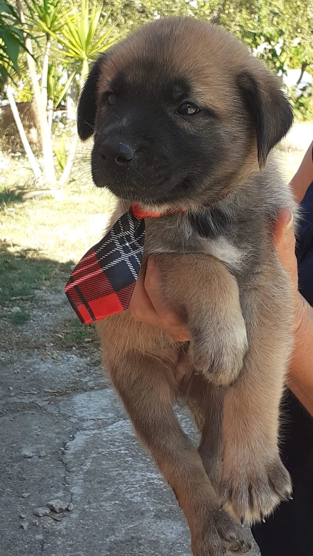 Marlon, cane in adozione a Salerno - foto 2