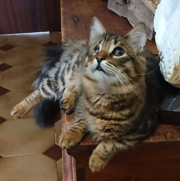 Tananai, gatto in adozione a Latina - foto 2