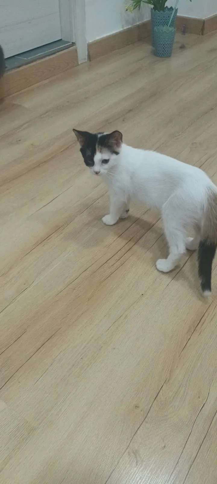 Ariel, gatto in adozione a Napoli - foto 2