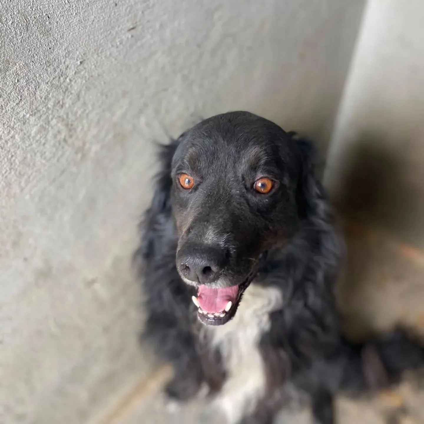 Prince, cane Meticcio in adozione a Latina - foto 3