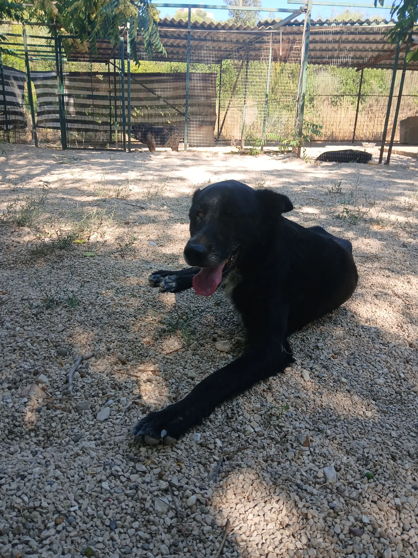 NOAH, cane Pastore in adozione a Taranto - foto 5
