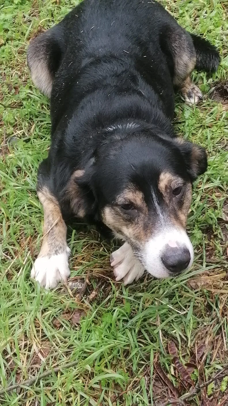 Foto 4 di Tiziano, cane Meticcio in adozione