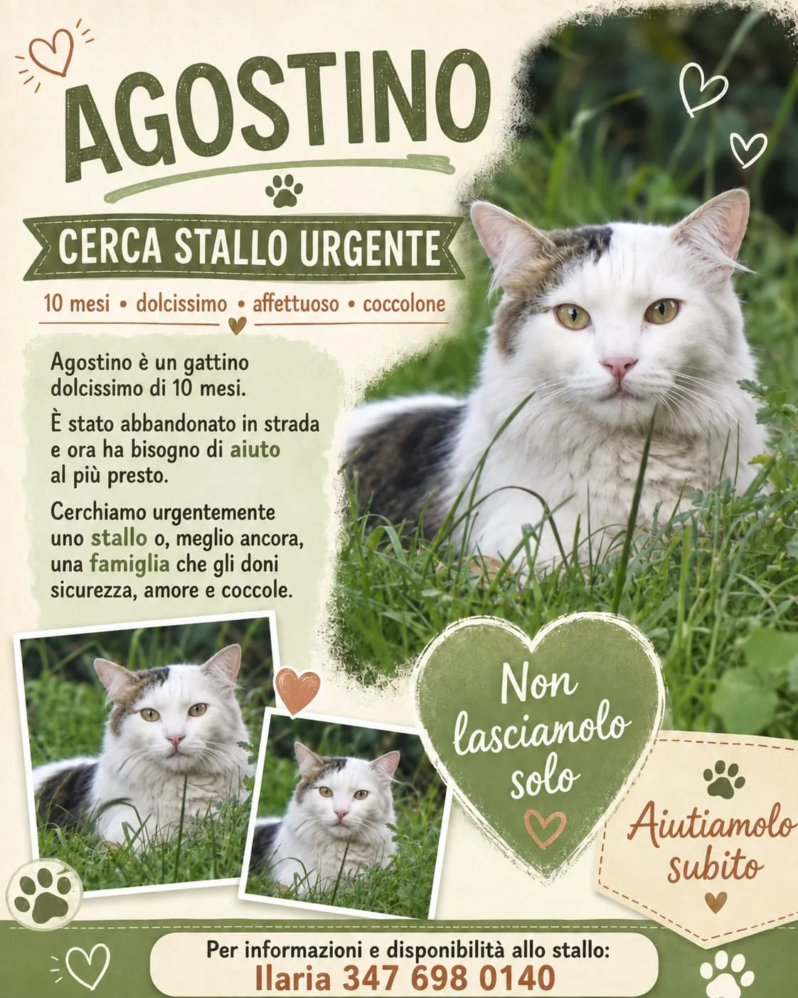 Agostino, gatto Gatto Europeo in adozione a Roma - foto 1