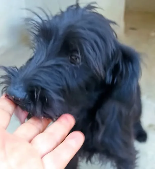 Atos, cane meticcio pincher - yorkshire in adozione a Bari