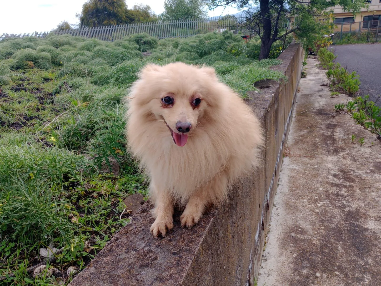 Spillo, cane Spitz tedesco nano in adozione a Siracusa - foto 4