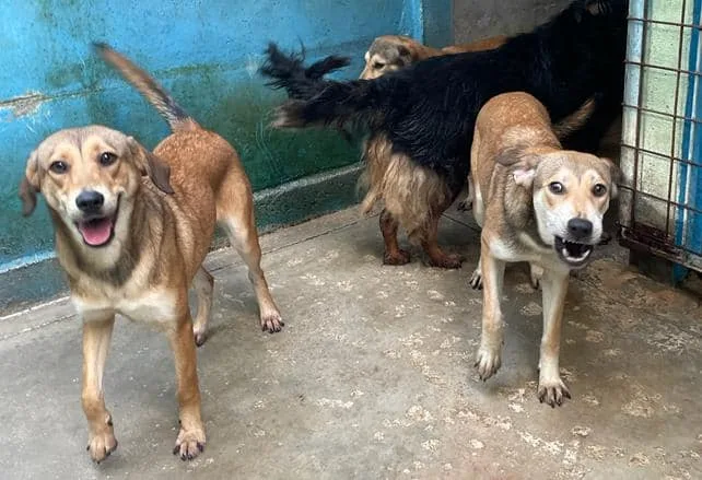 Kaya Kimi e Koko, cane meticcio in adozione a Latina - foto 2