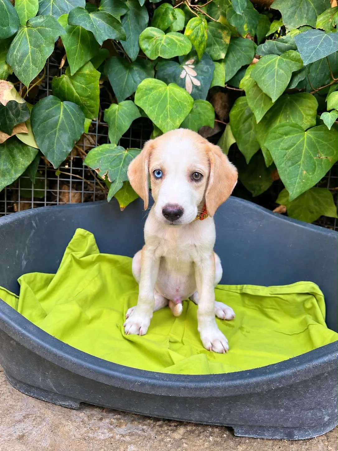 Martino, cane Meticcia in adozione a Siracusa - foto 5