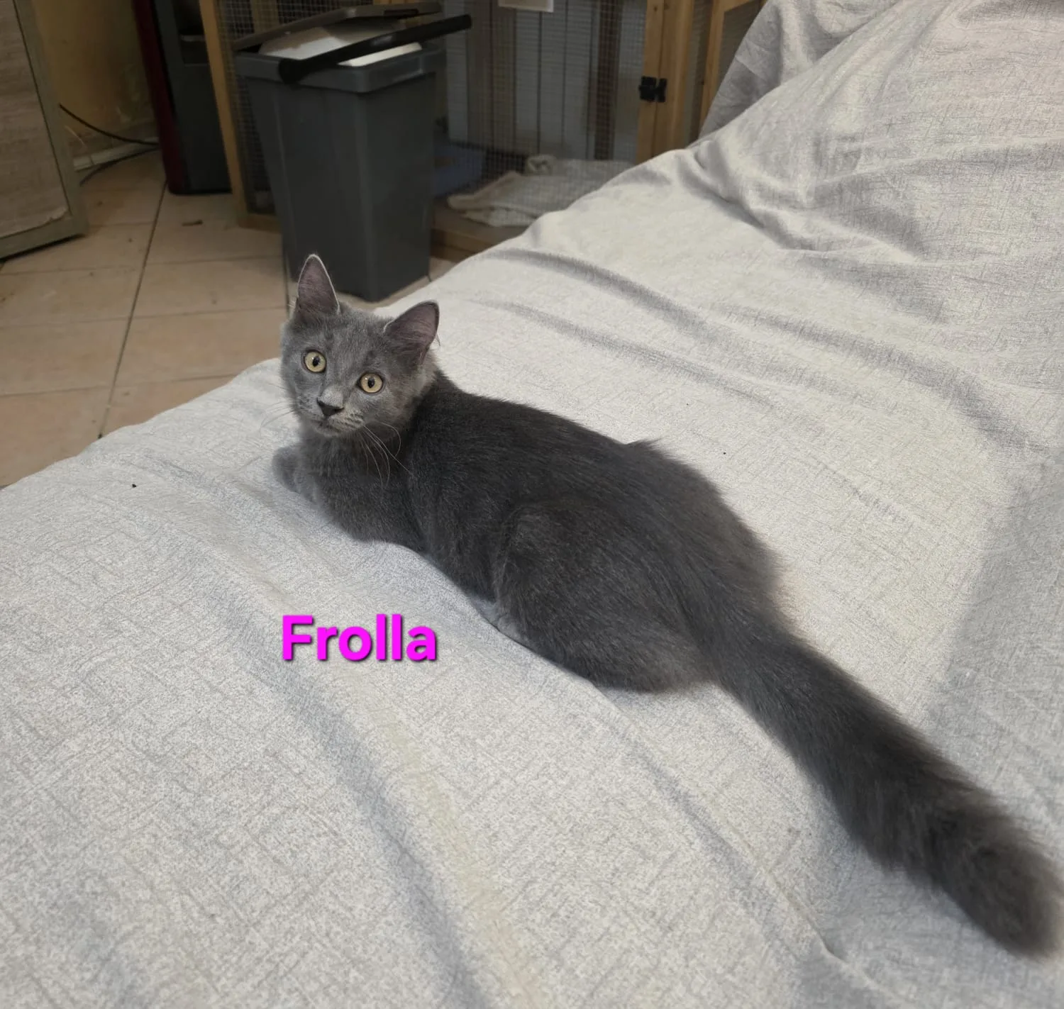 Frolla, gatto Europea in adozione a Roma - foto 1