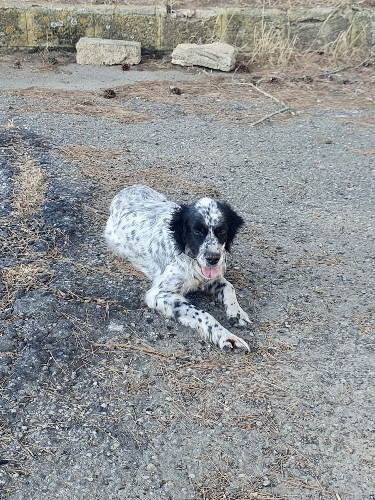 Thea, cane Incrocio Setter in adozione a Crotone - foto 3