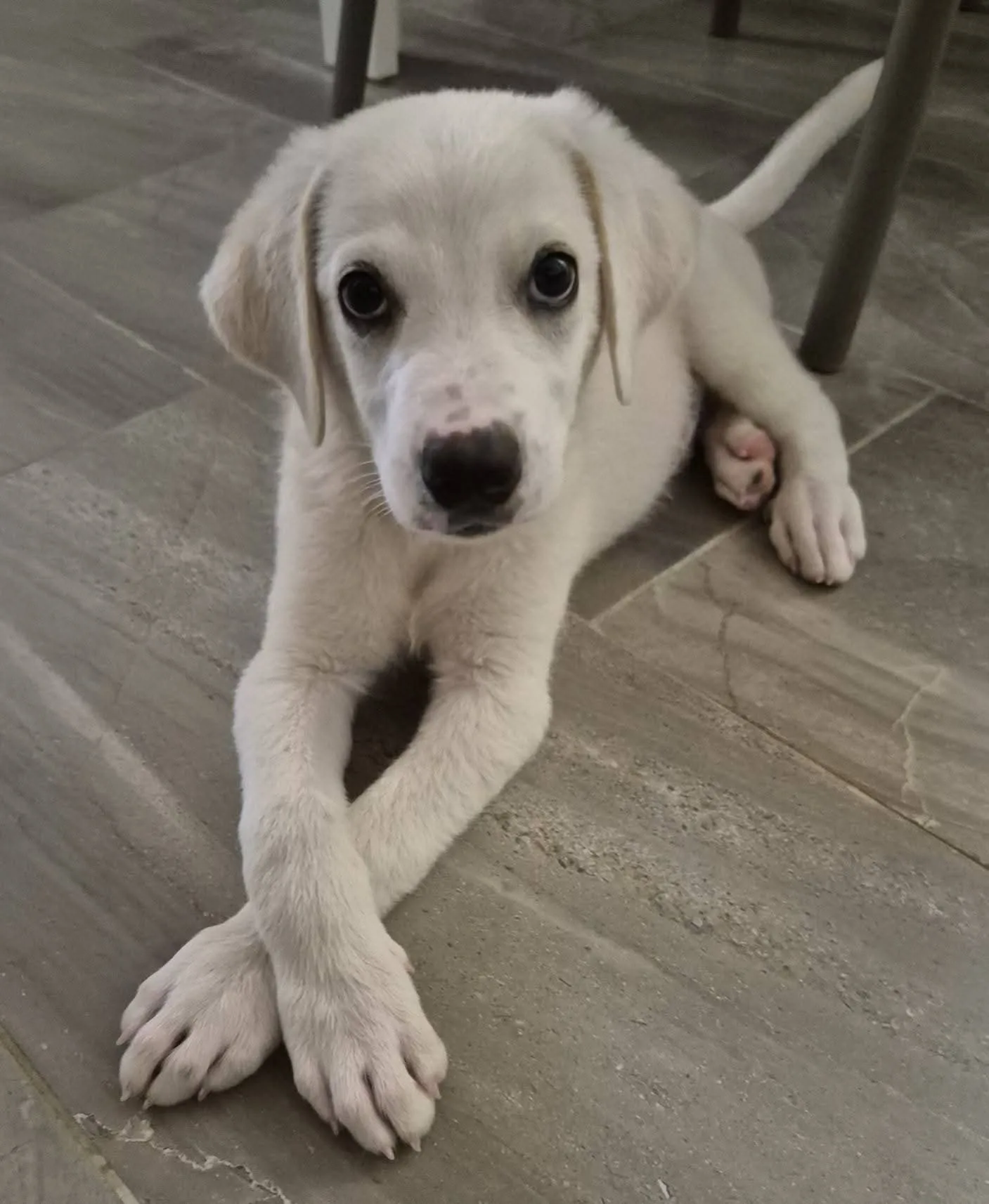 Olaf, cane in adozione a Trapani