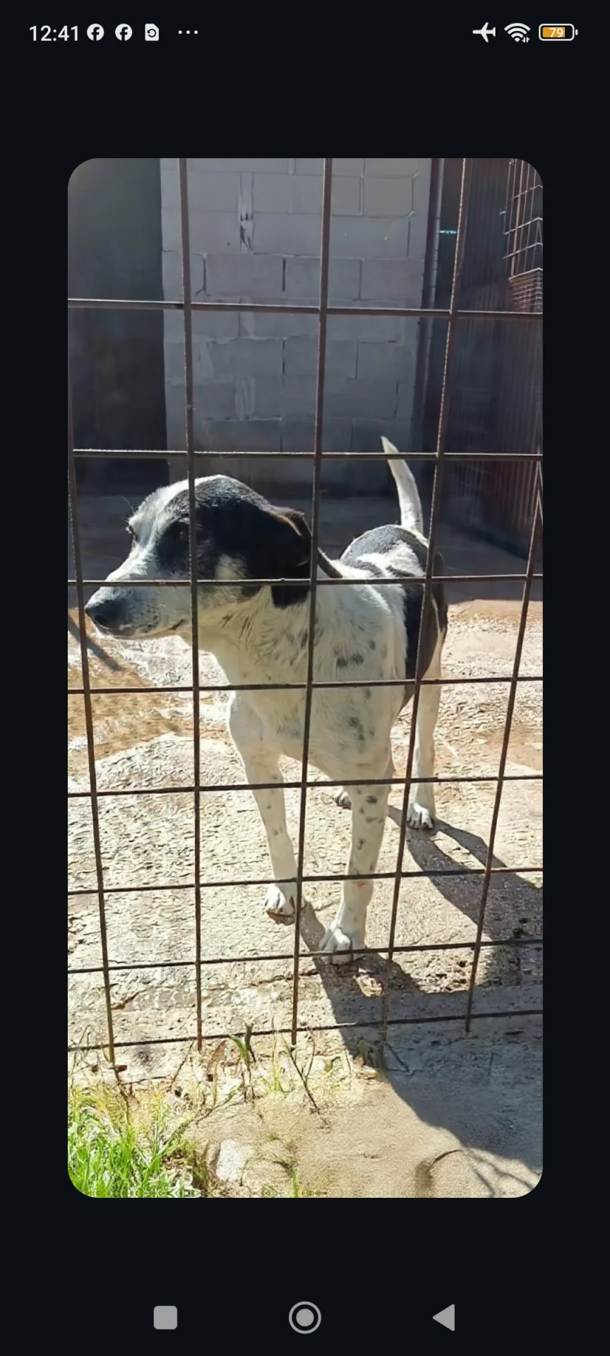 Toby, cane Meticcio in adozione a Siracusa - foto 2