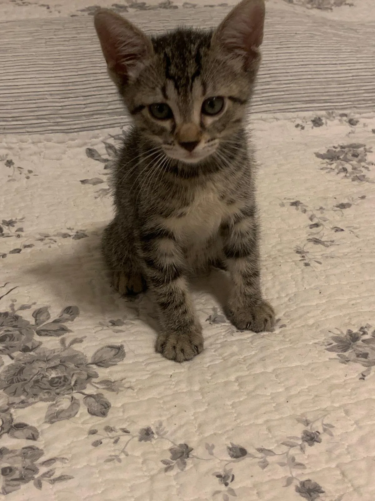 Teodoro, gatto Europeo in adozione a Palermo - foto 2