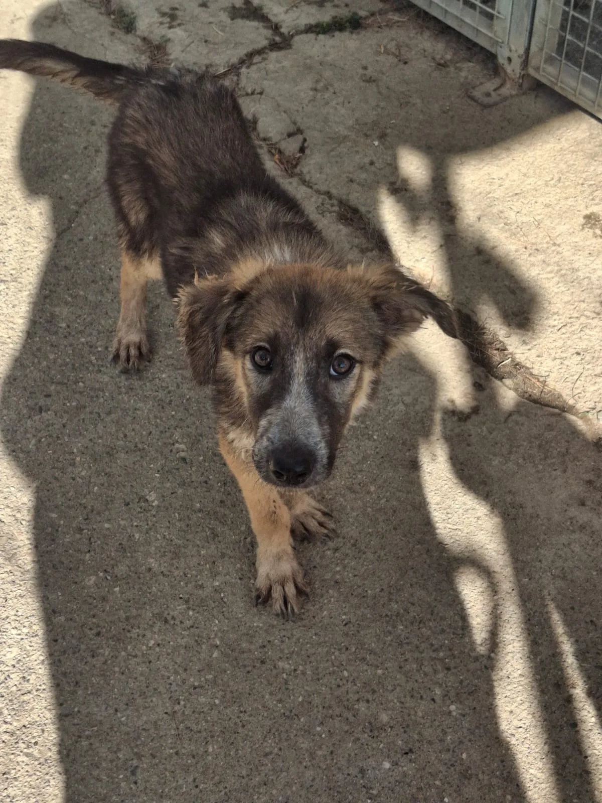 Aurelia, cane Meticcio in adozione a Crotone - foto 1