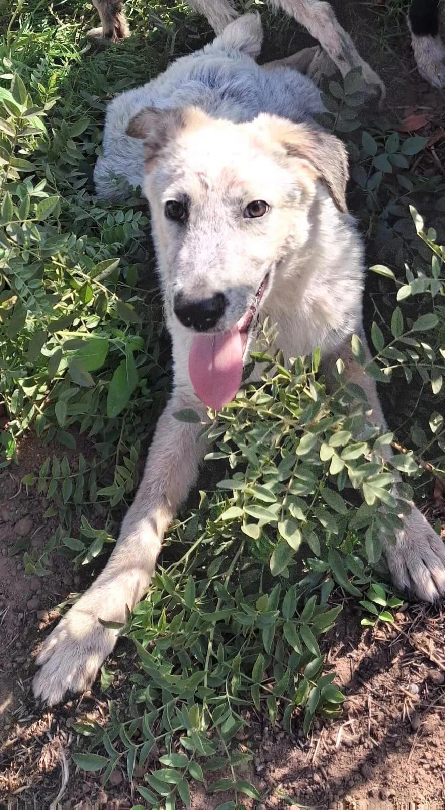 Livia, cane Meticcio in adozione a Crotone