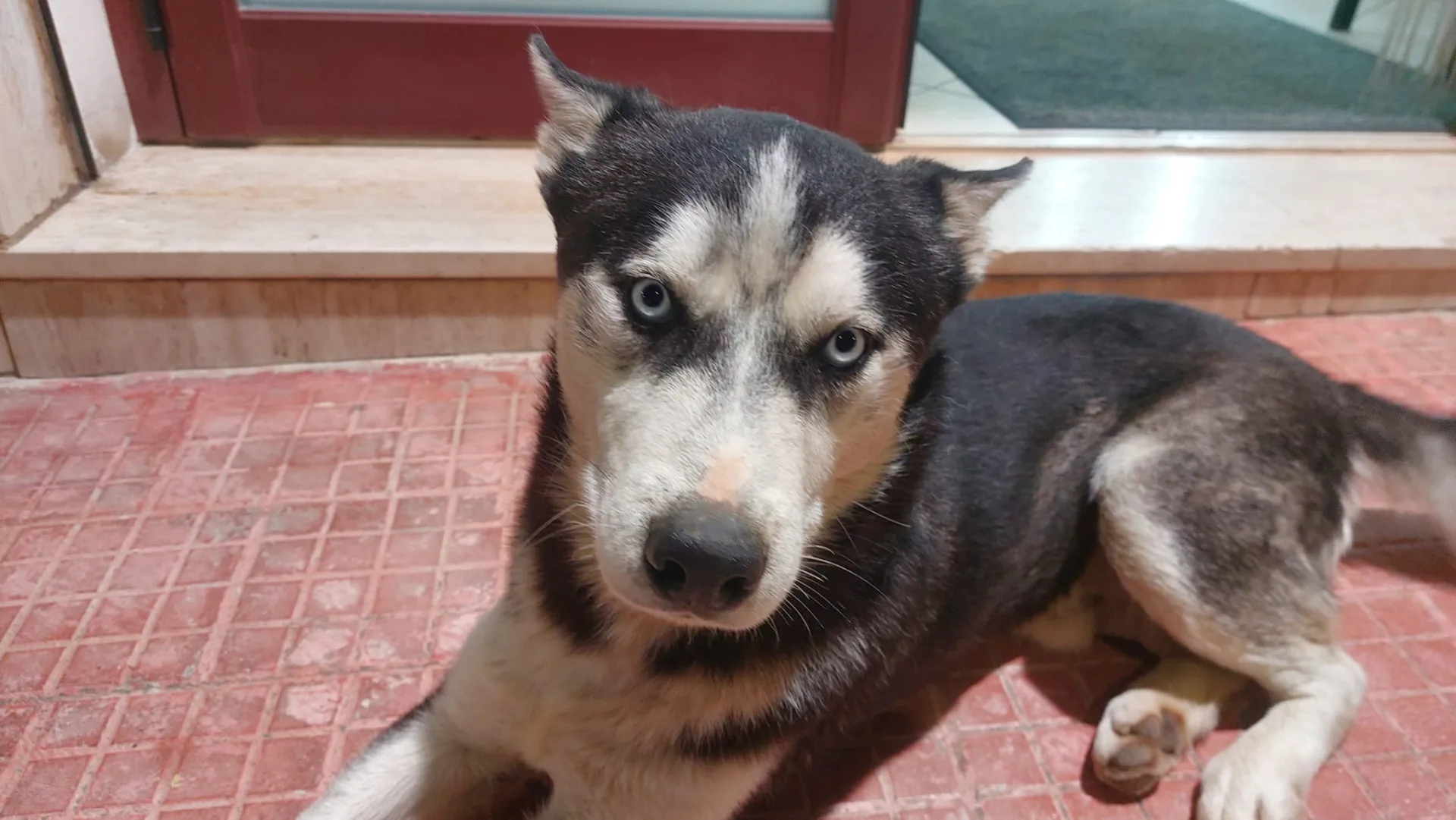 Ceres, cane Siberian husky in adozione a Trapani - foto 3