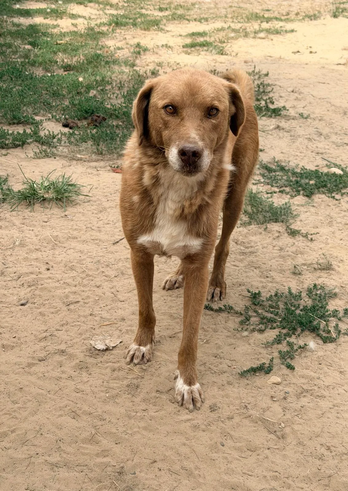 Balto, cane Meticcio in adozione a Pavia