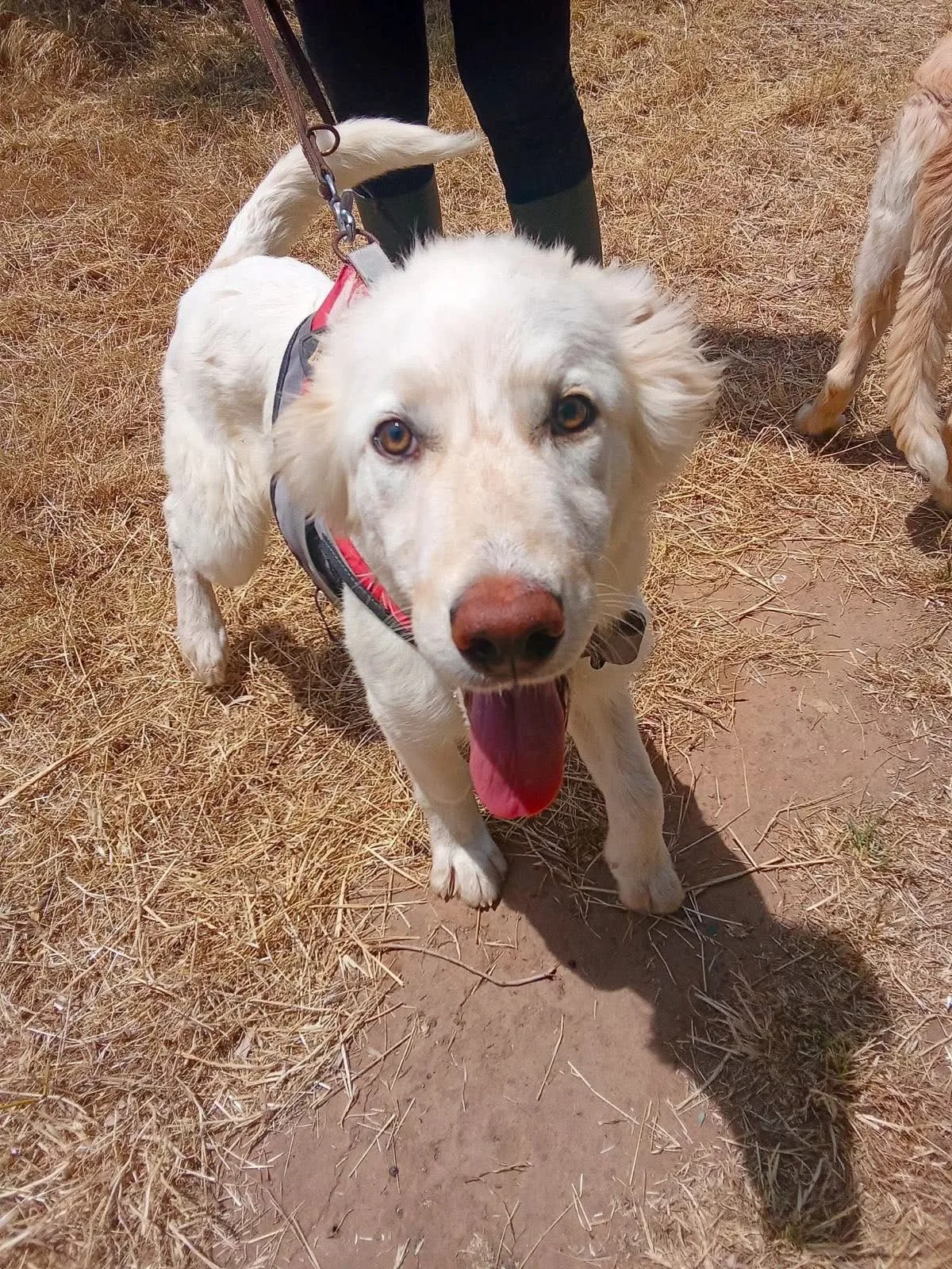 Eros, cane Meticcio in adozione a Crotone - foto 4