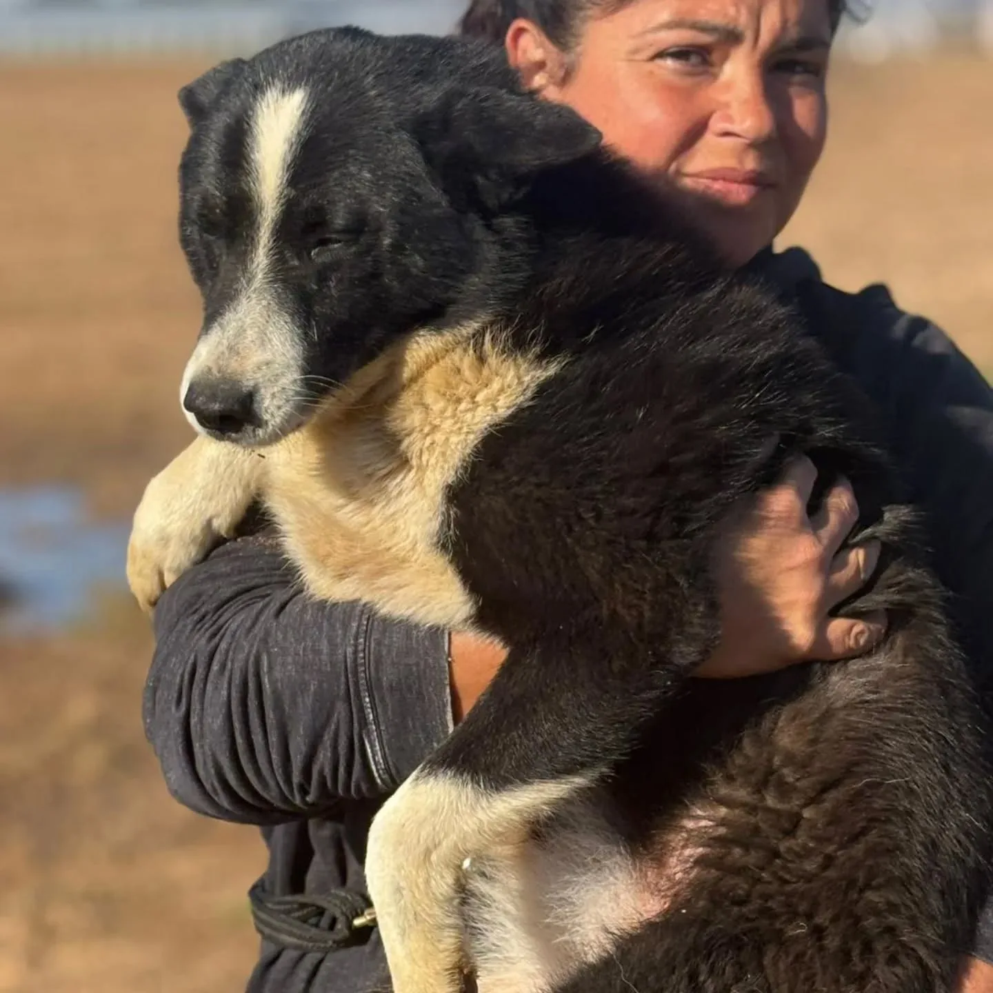 Irma, cane Cane da Orso della Carelia in adozione a Latina - foto 4