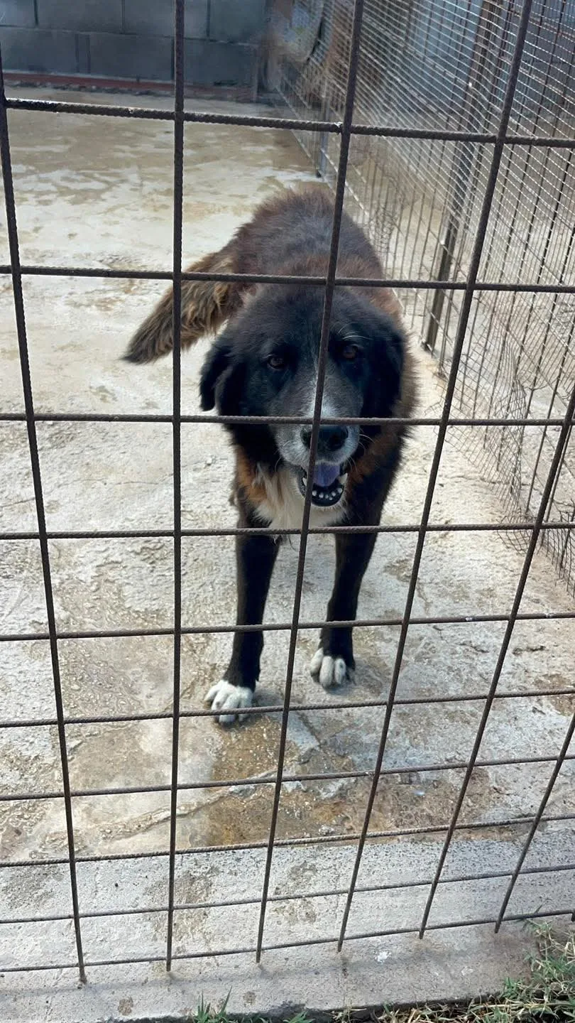 Tyson, cane Meticcio in adozione a Siracusa - foto 3
