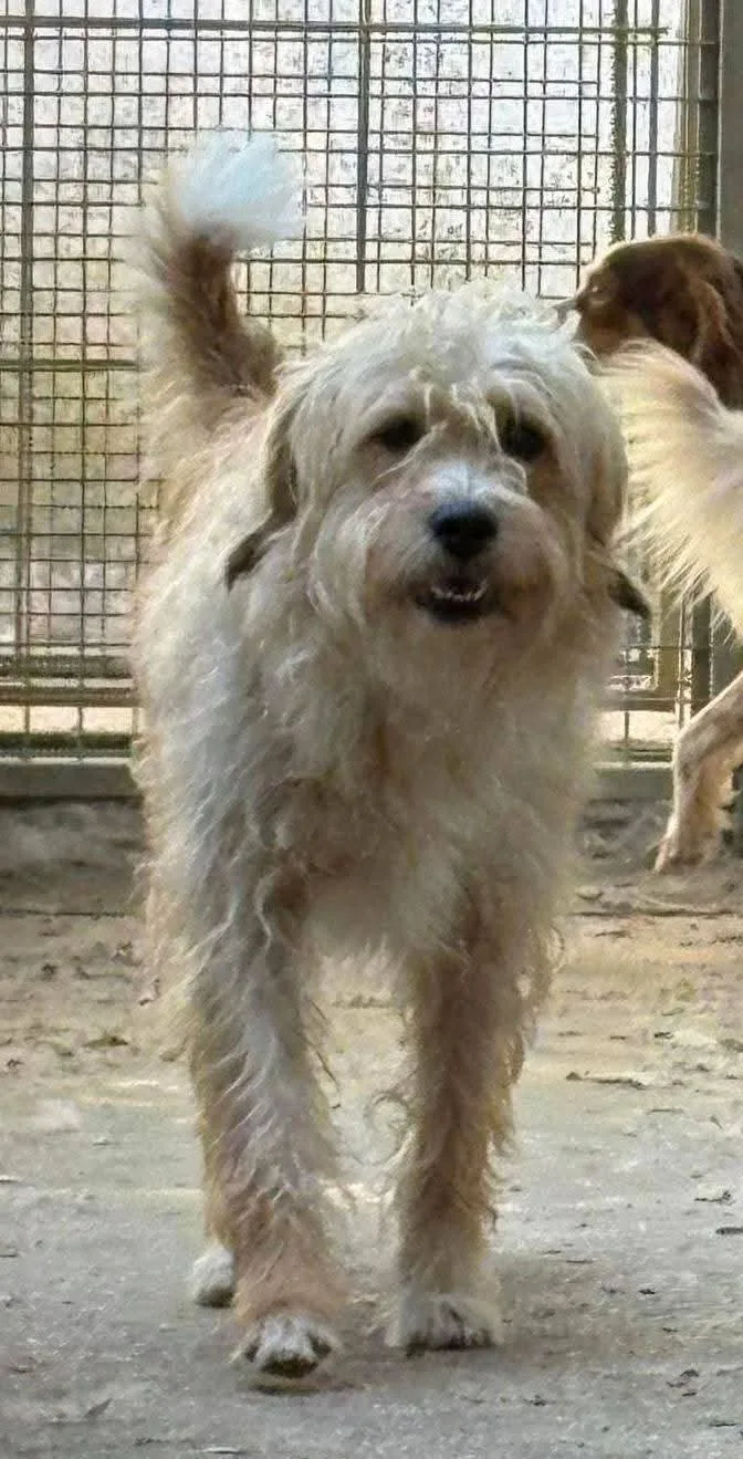 Balto, cane Incrocio spinoncino in adozione a Treviso - foto 5