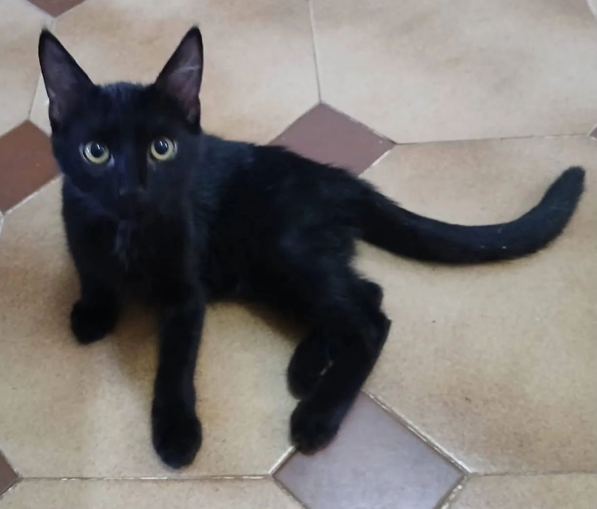 Puma, gatto in adozione a Latina
