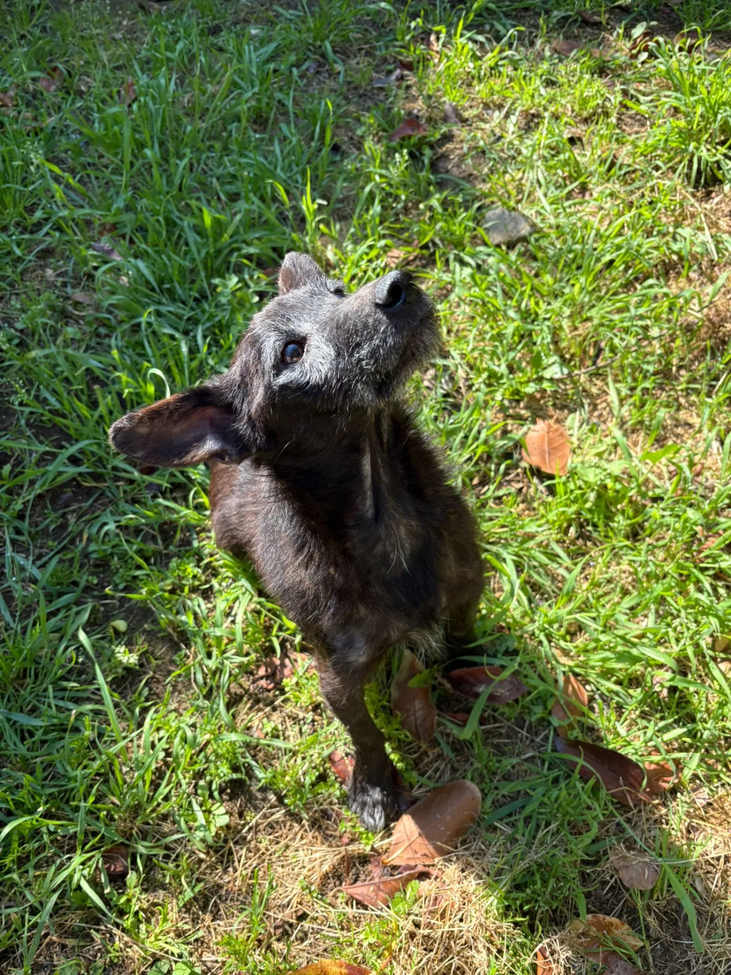 Tobia, cane Meticcio in adozione a Avellino - foto 3