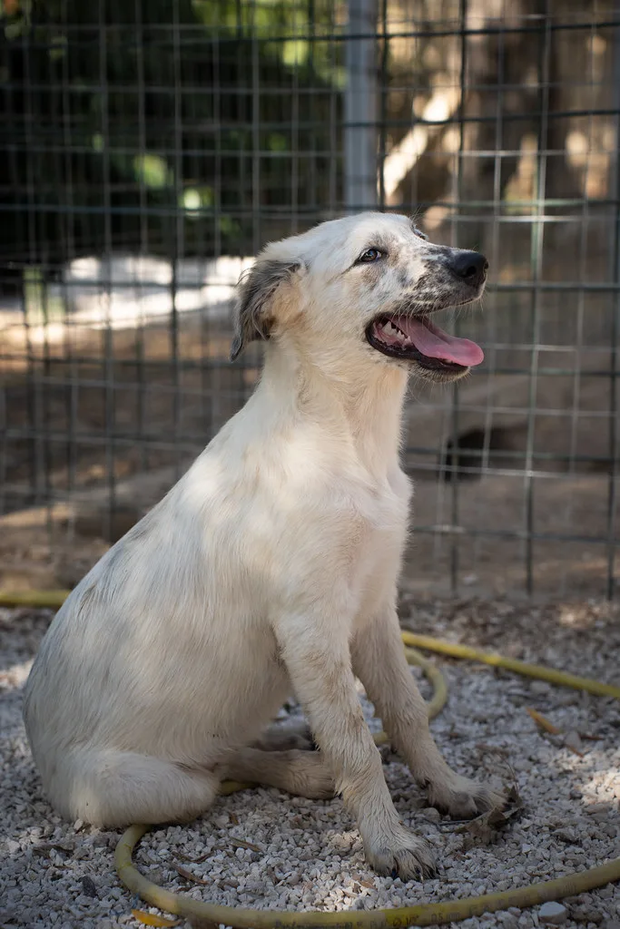 Katia, cane Meticcio in adozione - foto 3